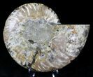 Cut Ammonite Fossil (Half) - Agatized #21161-1